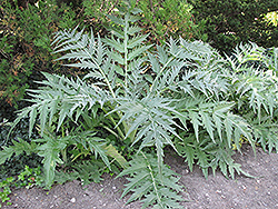 Globe Artichoke (Cynara scolymus) at Golden Acre Home & Garden
