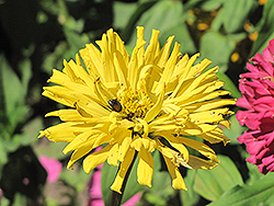 Giant Cactus Yellow Zinnia (Zinnia 'Giant Cactus Yellow') at Lakeshore Garden Centres