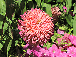 Burpeeana Giant Pink Zinnia (Zinnia 'Burpeeana Giant Pink') at Lakeshore Garden Centres