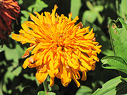 Giant Cactus Inca Orange Zinnia (Zinnia 'Giant Cactus Inca Orange') at Lakeshore Garden Centres