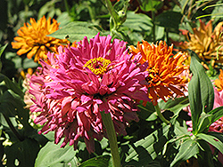 Burpeeana Giant Rose Zinnia (Zinnia 'Burpeeana Giant Rose') at Lakeshore Garden Centres