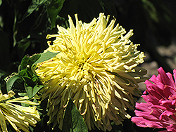 Burpeeana Giant Yellow Zinnia (Zinnia 'Burpeeana Giant Yellow') at Lakeshore Garden Centres
