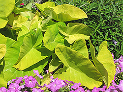 Royal Hawaiian Maui Gold Elephant Ear (Colocasia esculenta 'Maui Gold') at Lakeshore Garden Centres