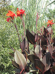 Tropicanna Black Canna (Canna 'Tropicanna Black') at The Mustard Seed