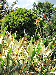 Stuttgart Canna (Canna 'Stuttgart') at Lakeshore Garden Centres