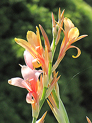 Stuttgart Canna (Canna 'Stuttgart') at Lakeshore Garden Centres