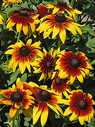 Rustic Dwarf Coneflower (Rudbeckia hirta 'Rustic Dwarf') at Lakeshore Garden Centres