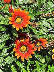 Kiss Bronze Gazania (Gazania 'Kiss Bronze') at Lakeshore Garden Centres