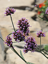 Tall Verbena (Verbena bonariensis) at Lakeshore Garden Centres