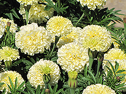 Kilimanjaro Marigold (Tagetes erecta 'Kilimanjaro') at Lakeshore Garden Centres