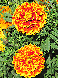 Safari Queen Marigold (Tagetes patula 'Safari Queen') at Lakeshore Garden Centres