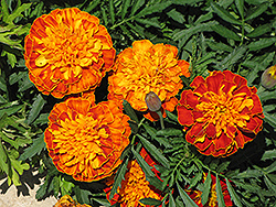 Petit Harmony Boy Marigold (Tagetes patula 'Petit Harmony Boy') at Lakeshore Garden Centres