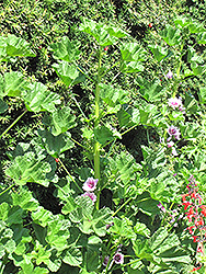 Slightly Strawberry Cape Mallow (Anisodontea 'Slightly Strawberry') at Lakeshore Garden Centres