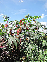 Sanguineus Castor Bean (Ricinus communis 'Sanguineus') at Lakeshore Garden Centres
