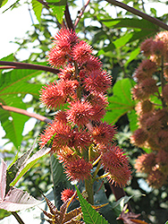Sanguineus Castor Bean (Ricinus communis 'Sanguineus') at Lakeshore Garden Centres