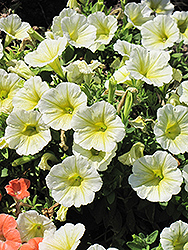 Sun Spun Yellow Petunia (Petunia 'Sun Spun Yellow') at Lakeshore Garden Centres