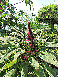 Fat Spike Amaranthus (Amaranthus caudatus 'Fat Spike') at Lakeshore Garden Centres