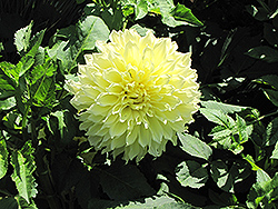 Kelvin Floodlight Dahlia (Dahlia 'Kelvin Floodlight') at Lakeshore Garden Centres