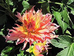 Jeanne d'Arc Dahlia (Dahlia 'Jeanne d'Arc') at Lakeshore Garden Centres