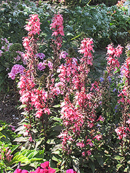 Fan Salmon Cardinal Flower (Lobelia x speciosa 'Fan Salmon') at Lakeshore Garden Centres