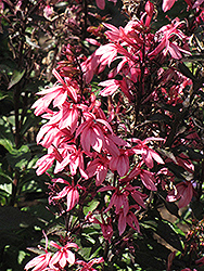 Fan Salmon Cardinal Flower (Lobelia x speciosa 'Fan Salmon') at Lakeshore Garden Centres