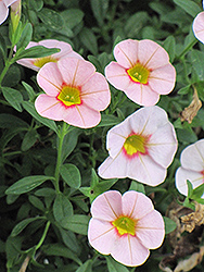 Superbells Pink Kiss Calibrachoa (Calibrachoa 'Superbells Pink Kiss') at Lakeshore Garden Centres