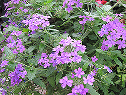 Superbena Bushy Mauve Verbena (Verbena 'Superbena Bushy Mauve') at Lakeshore Garden Centres
