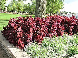 ColorBlaze Rediculous Coleus (Solenostemon scutellarioides 'Rediculous') at Lakeshore Garden Centres