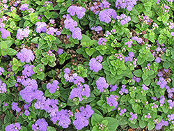 Artist Alto Blue Flossflower (Ageratum 'Artist Alto Blue') at Lakeshore Garden Centres