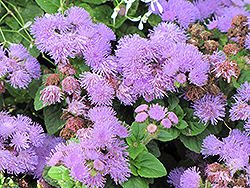 Artist Alto Blue Flossflower (Ageratum 'Artist Alto Blue') at Lakeshore Garden Centres