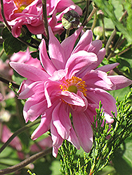 Bressingham Glow Anemone (Anemone hupehensis 'Bressingham Glow') at Lakeshore Garden Centres