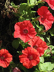 Supertunia Red Petunia (Petunia 'Supertunia Red') at Golden Acre Home & Garden