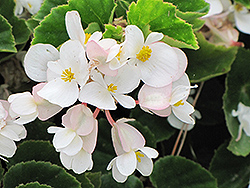 Barbara Rogers Begonia (Begonia 'Barbara Rogers') at Lakeshore Garden Centres