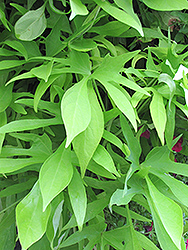 Illusion Emerald Lace Sweet Potato Vine (Ipomoea batatas 'Illusion Emerald Lace') at Lakeshore Garden Centres