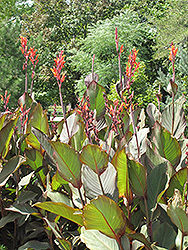 Paprika Canna (Canna 'Paprika') at Lakeshore Garden Centres