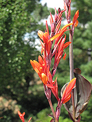 Paprika Canna (Canna 'Paprika') at Lakeshore Garden Centres