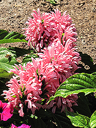 Holanda Brazilian Plume Flower (Justicia carnea 'Holanda') at Lakeshore Garden Centres