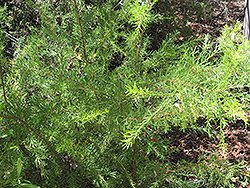 Canberra Gem Grevillea (Grevillea 'Canberra Gem') at Lakeshore Garden Centres