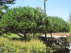 Majestic Beauty Indian Hawthorn (Rhaphiolepis 'Montic') at Lakeshore Garden Centres