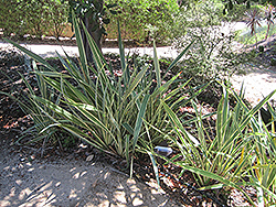 Golden Ray New Zealand Flax (Phormium 'Golden Ray') at Lakeshore Garden Centres