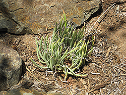 Fingertips (Dudleya edulis) at Lakeshore Garden Centres