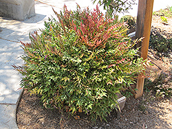 Harbour Dwarf Nandina (Nandina domestica 'Harbour Dwarf') at Lakeshore Garden Centres