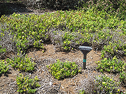 Yellow Trailing Iceplant (Lampranthus spectabilis 'Yellow') at Lakeshore Garden Centres