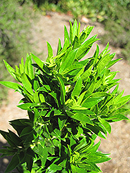 Twisted Myrtle (Myrtus communis 'Boetica') at Lakeshore Garden Centres