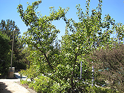 Evergreen Pear (Pyrus kawakamii) at Lakeshore Garden Centres