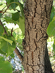 Evergreen Pear (Pyrus kawakamii) at Lakeshore Garden Centres