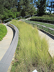 False Esparto Grass (Lygeum spartum) at Lakeshore Garden Centres