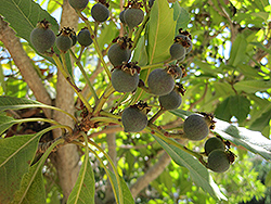 Bronze Loquat (Eriobotrya deflexa) at Lakeshore Garden Centres