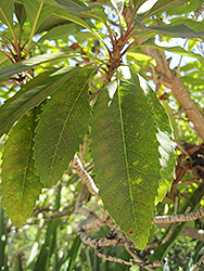 Bronze Loquat (Eriobotrya deflexa) at Lakeshore Garden Centres