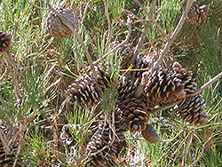 Eldarica Pine (Pinus eldarica) at Lakeshore Garden Centres
